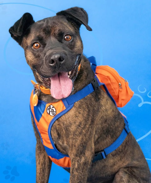 Mochila para perro Goku-Mochilas/Loncheras-Yadatex-Akibara Xpress